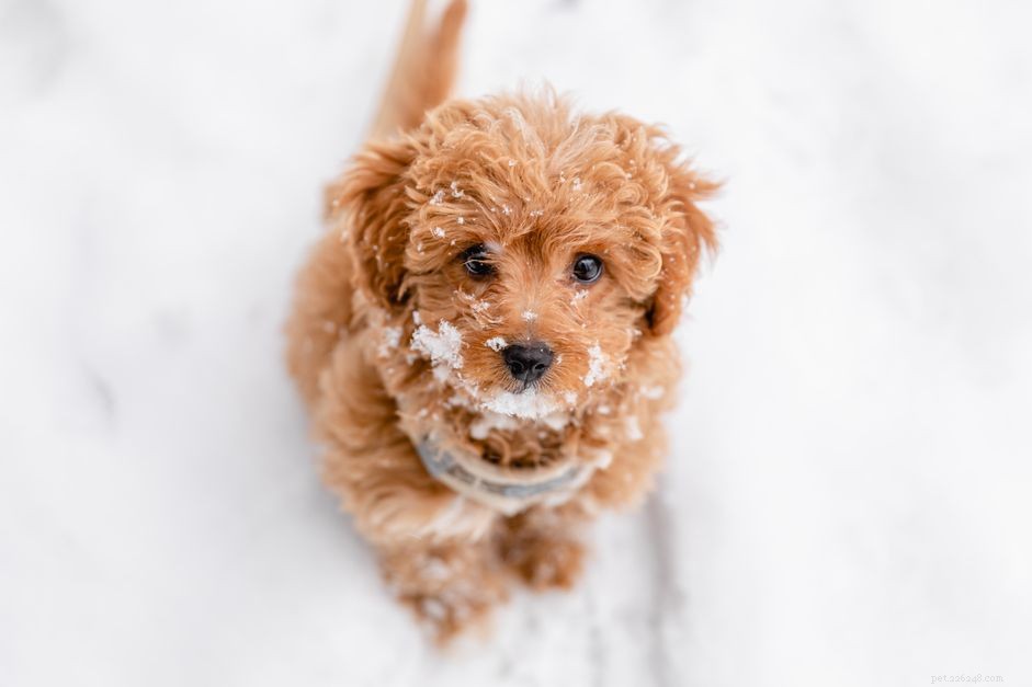 Puppy Development 3‑6 Months: Physical, Behavioral, and Care Tips