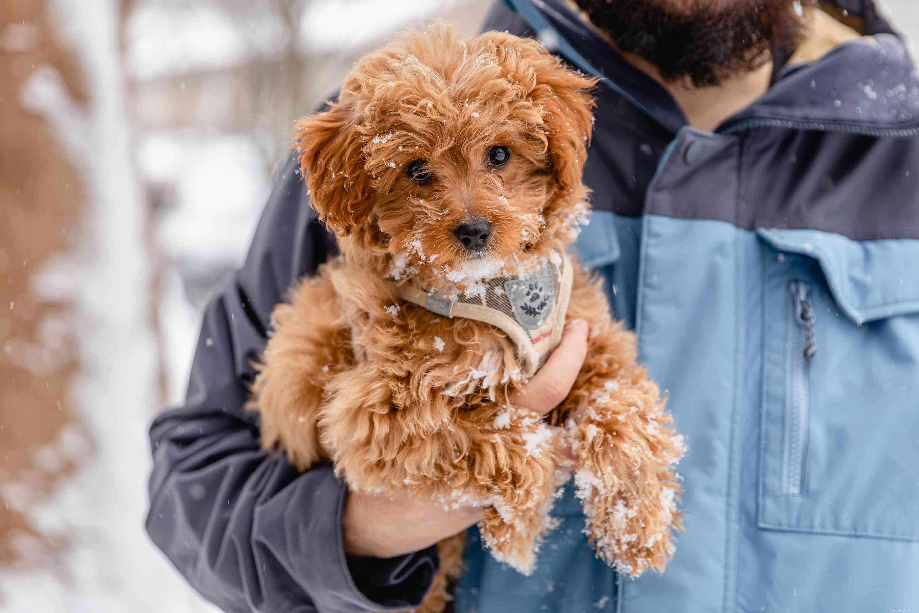 Puppy Development 3‑6 Months: Physical, Behavioral, and Care Tips