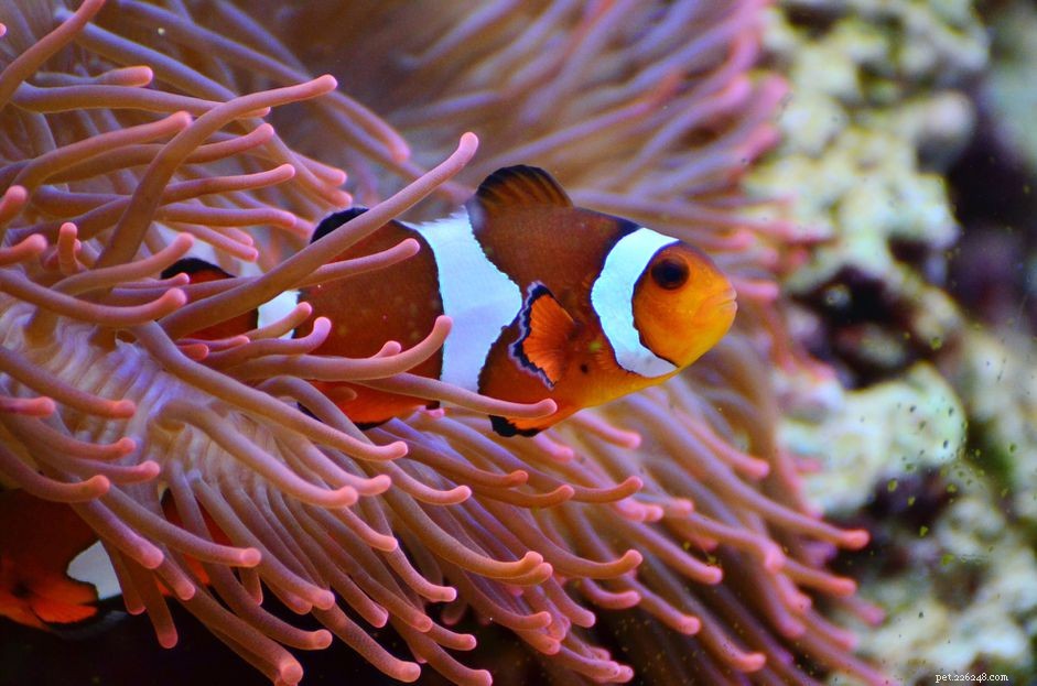 Top 5 Causes of Marine Fish Mortality in Aquariums