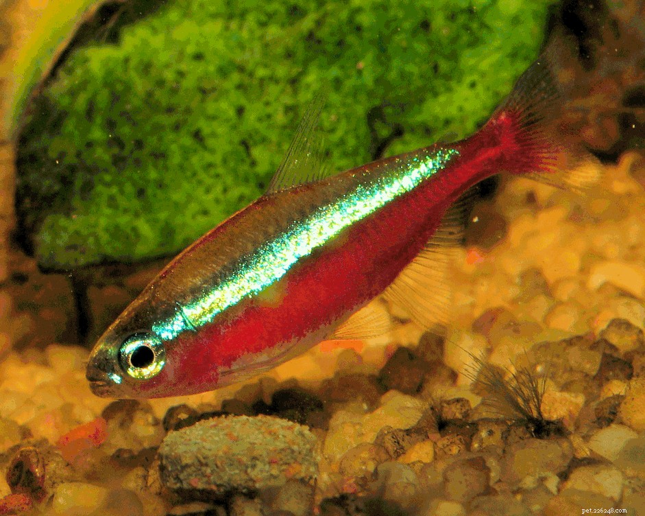 Neon vs. Cardinal Tetras: Spotting the Key Differences