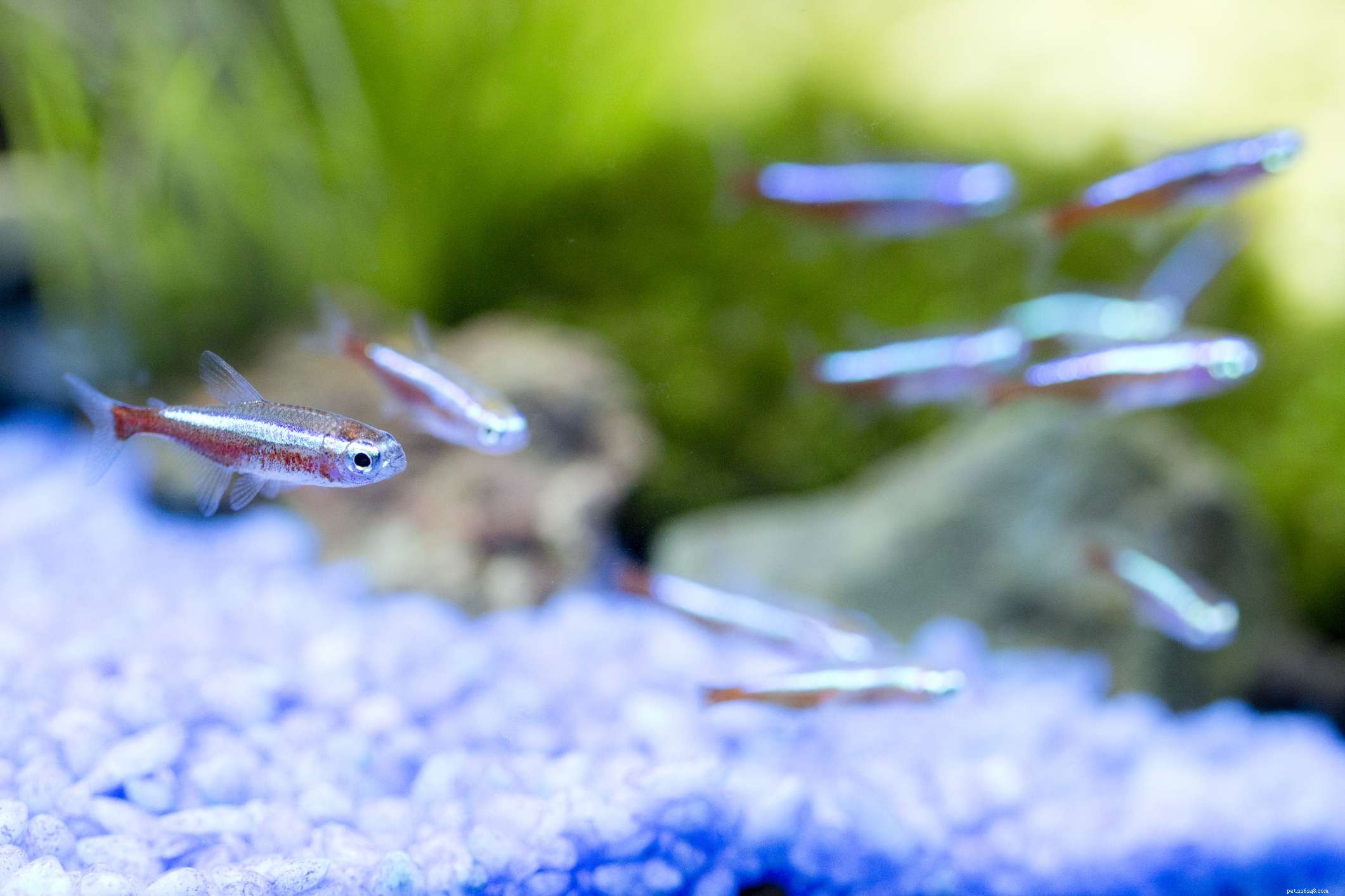 Neon vs. Cardinal Tetras: Spotting the Key Differences