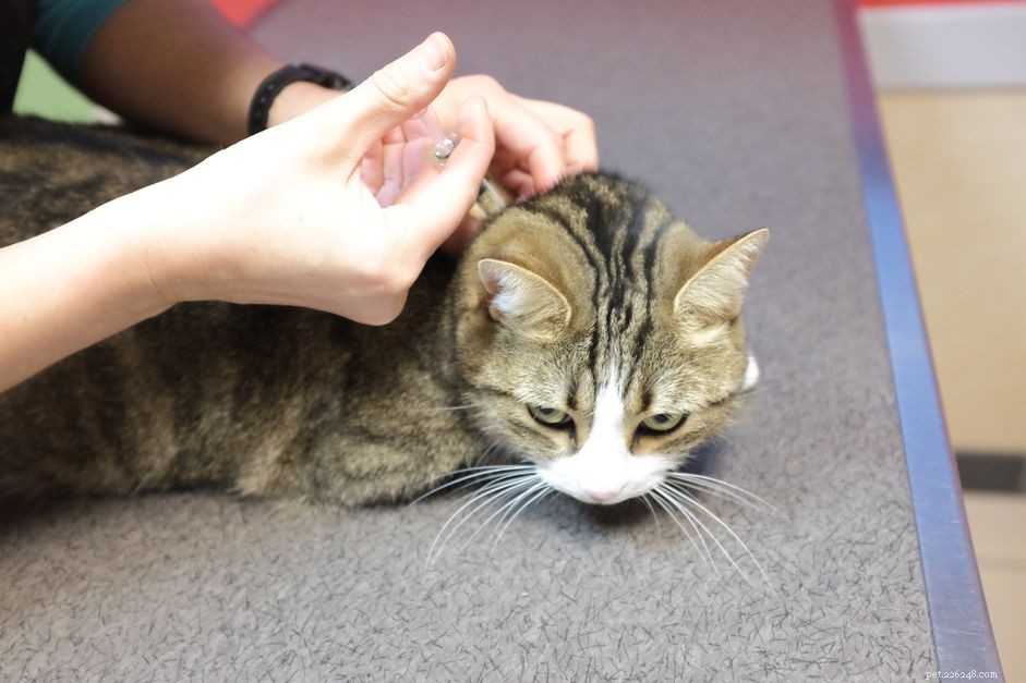 Understanding Feline Diabetes: Symptoms, Treatment, and Remission Possibilities