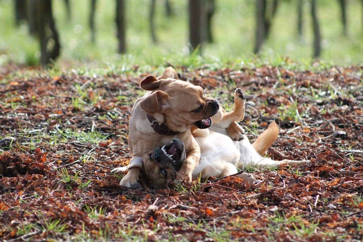 Decoding Puppy Aggression: What Every Owner Needs to Know