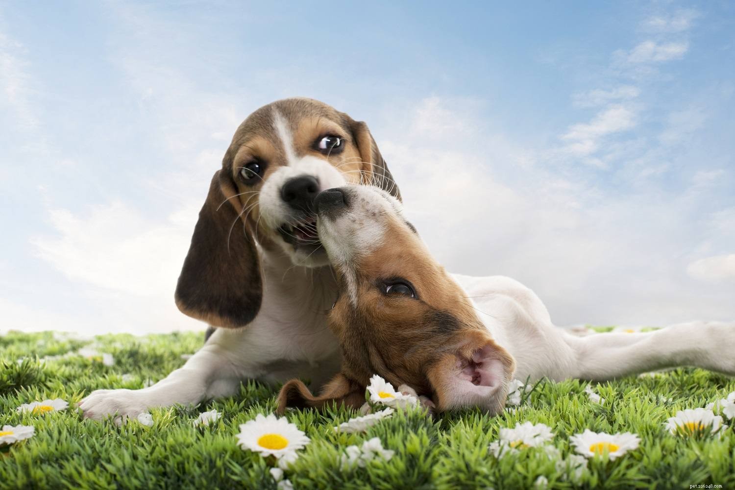 Decoding Puppy Aggression: What Every Owner Needs to Know