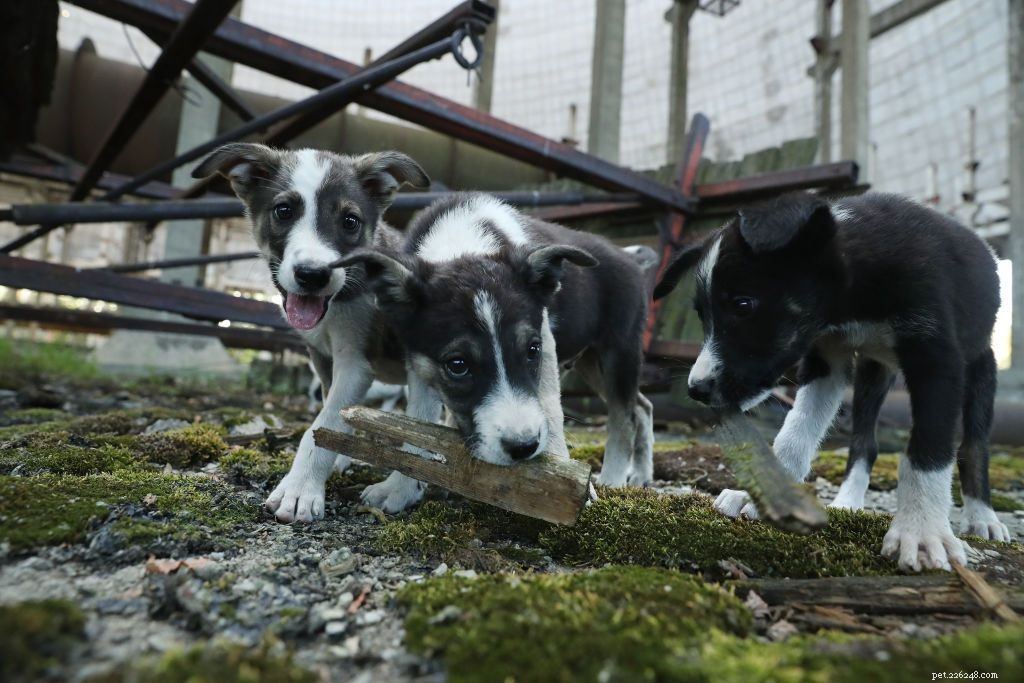Decoding Puppy Aggression: What Every Owner Needs to Know