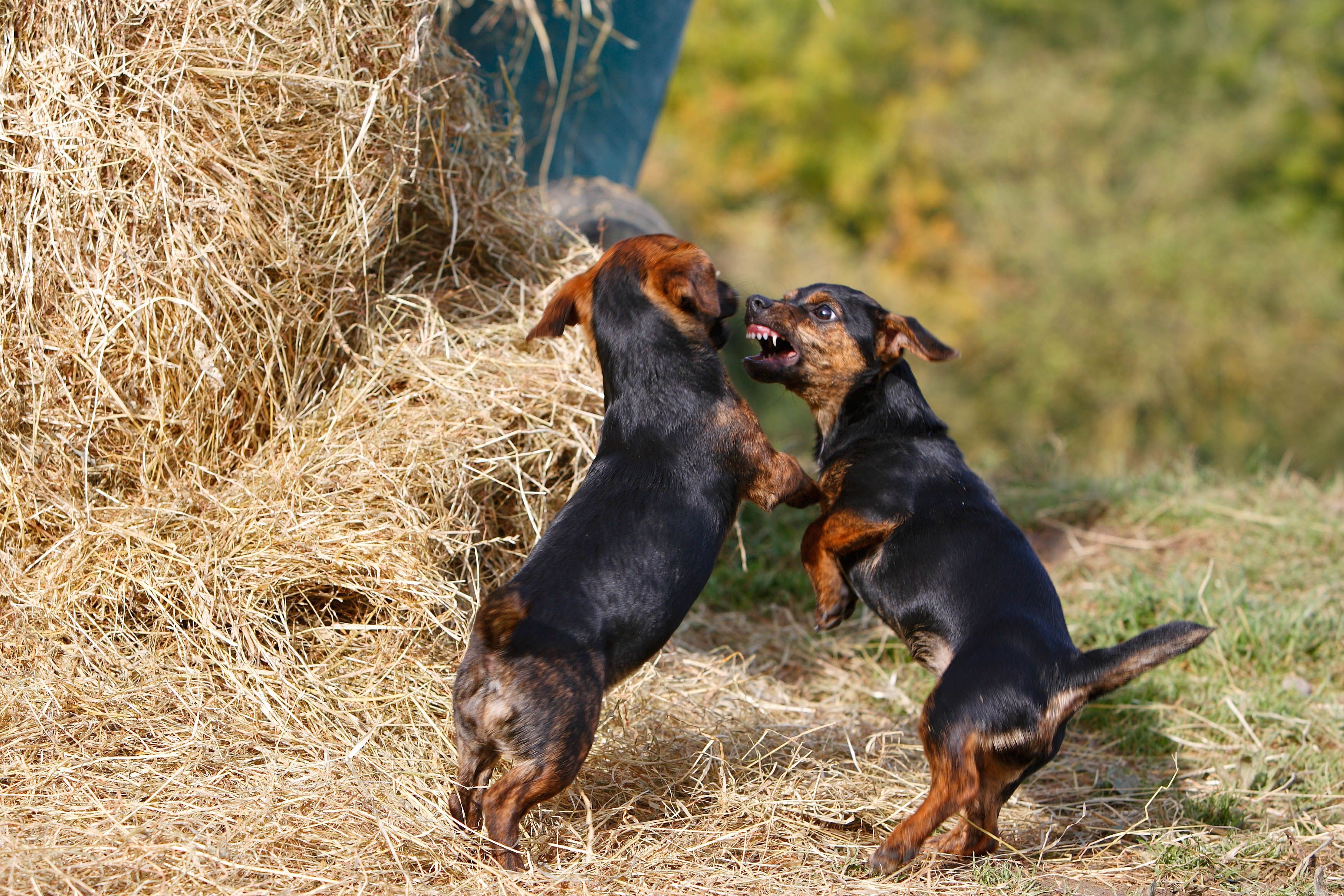 Decoding Puppy Aggression: What Every Owner Needs to Know