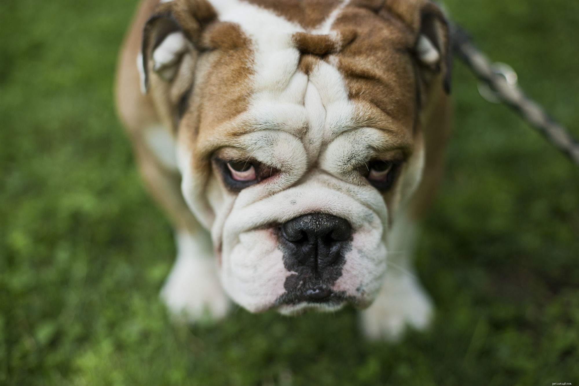 Decoding Puppy Aggression: What Every Owner Needs to Know