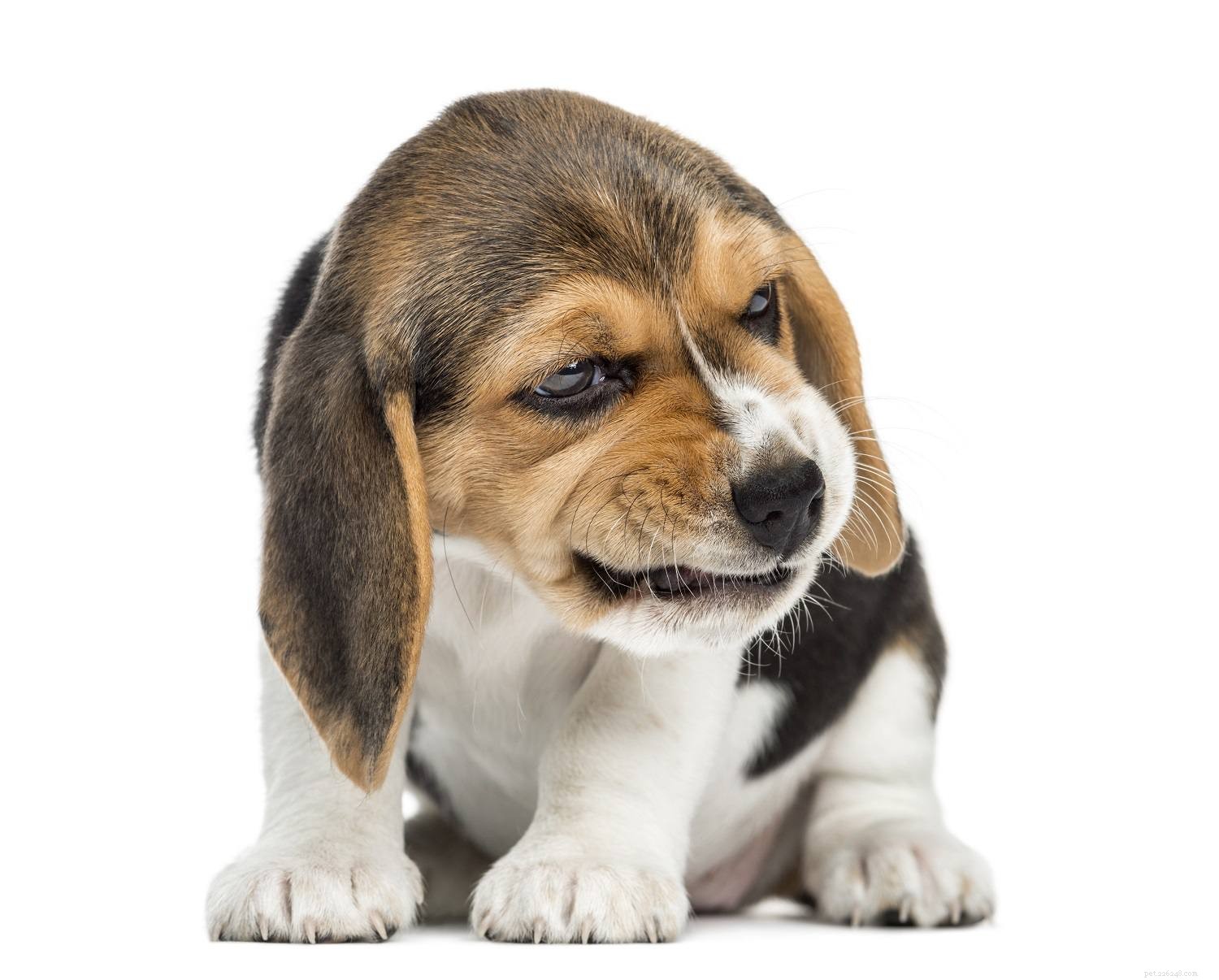 Decoding Puppy Aggression: What Every Owner Needs to Know