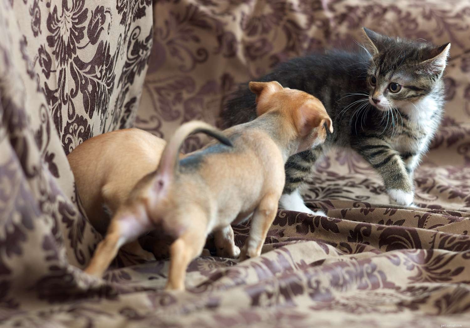 Decoding Puppy Aggression: What Every Owner Needs to Know