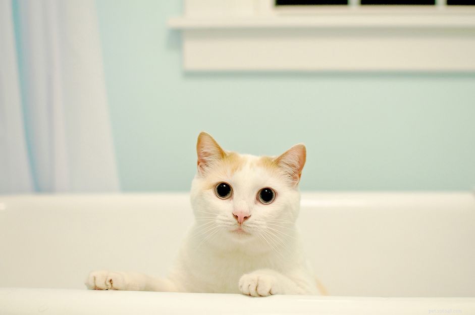 The Complete Guide to Safely Bathing Kittens and Adult Cats