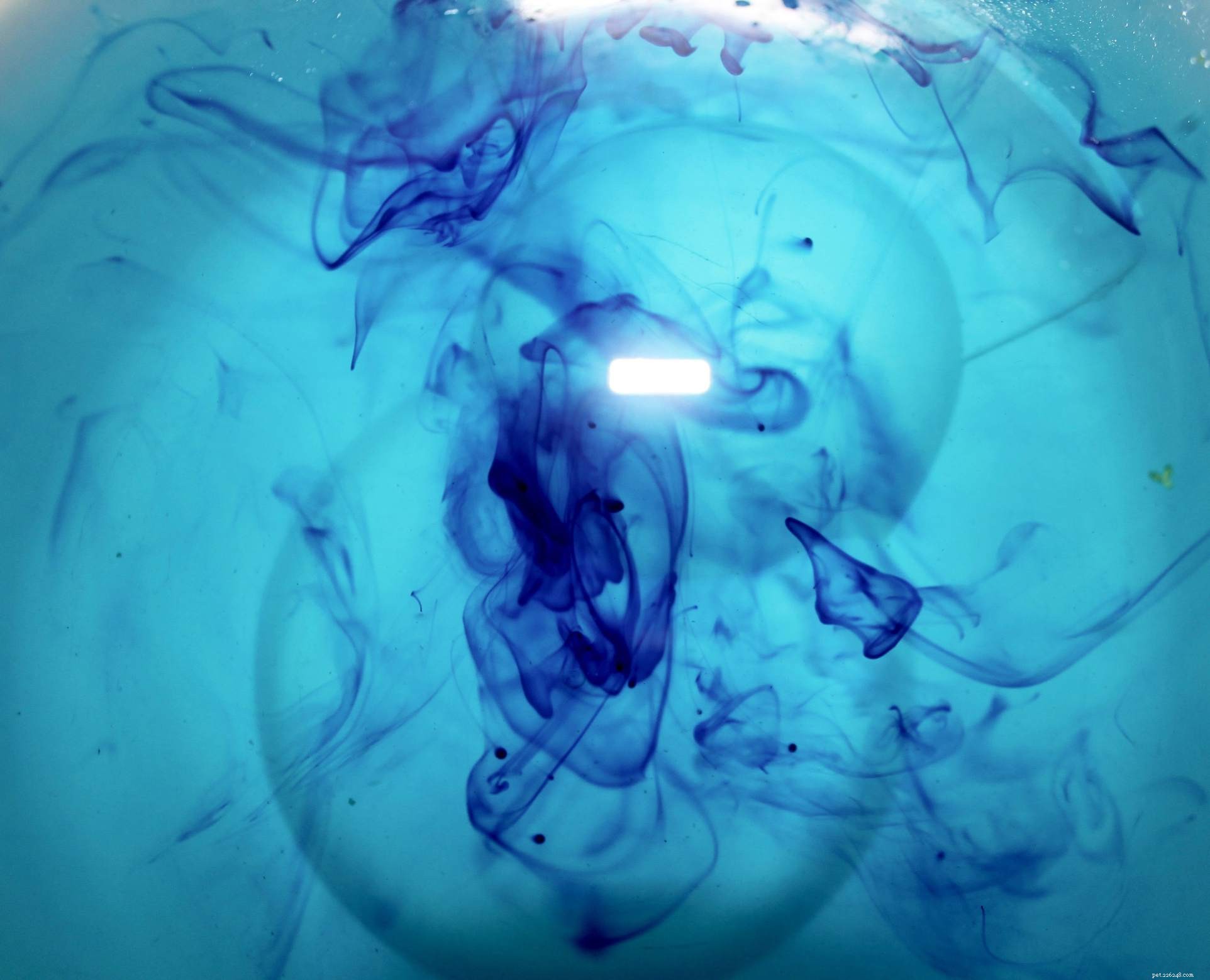 Methylene Blue: Safe, Effective Treatment for Fish Eggs and Aquaculture Parasites