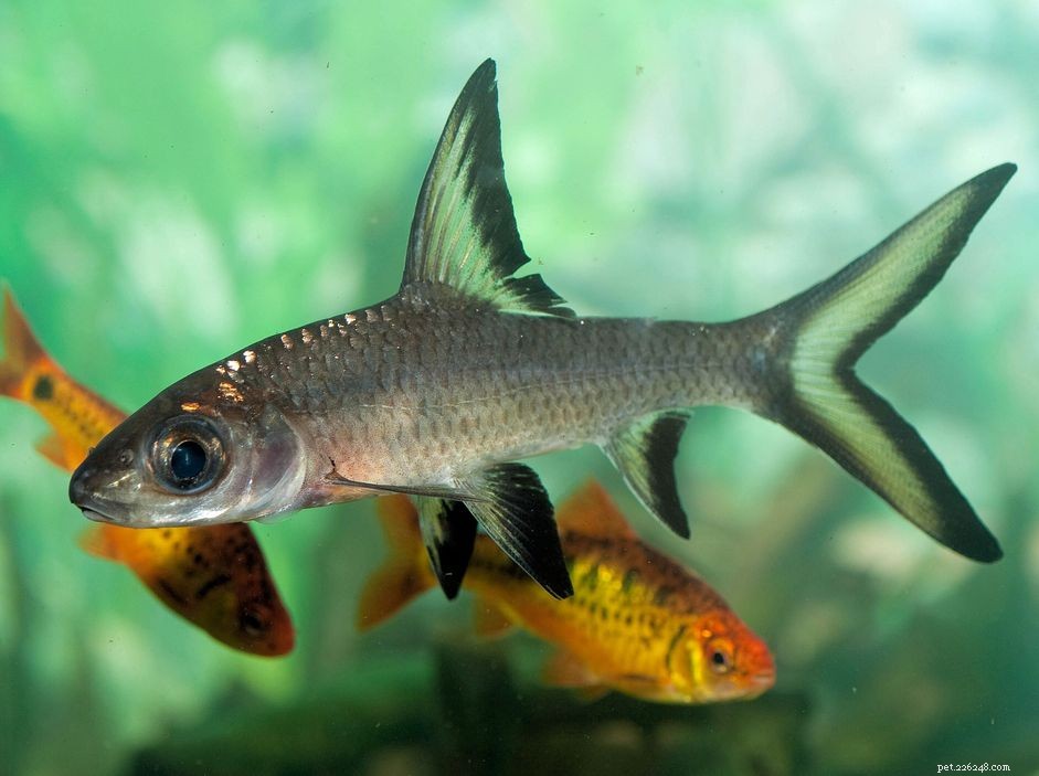 Bala Shark Care Guide: Species Profile, Tankmates, Diet & Breeding