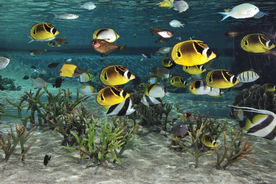 Methylene Blue: Safe, Effective Treatment for Fish Eggs and Aquaculture Parasites