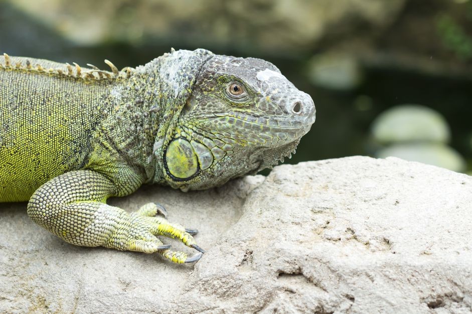 Comprehensive Guide to Green Iguanas: Care, Behavior & Health