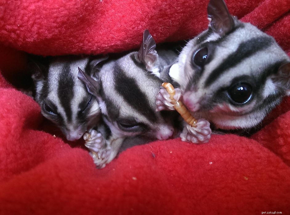 How to Feed Sugar Gliders: A Trusted Nutrition Guide