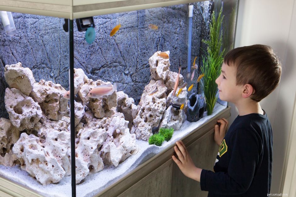 Discover How Aquariums Promote Wellness: Proven Therapeutic Benefits