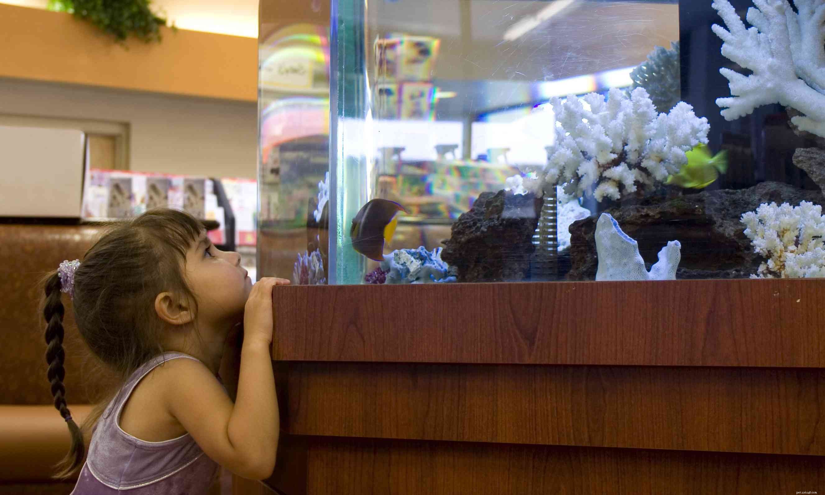 Discover How Aquariums Promote Wellness: Proven Therapeutic Benefits