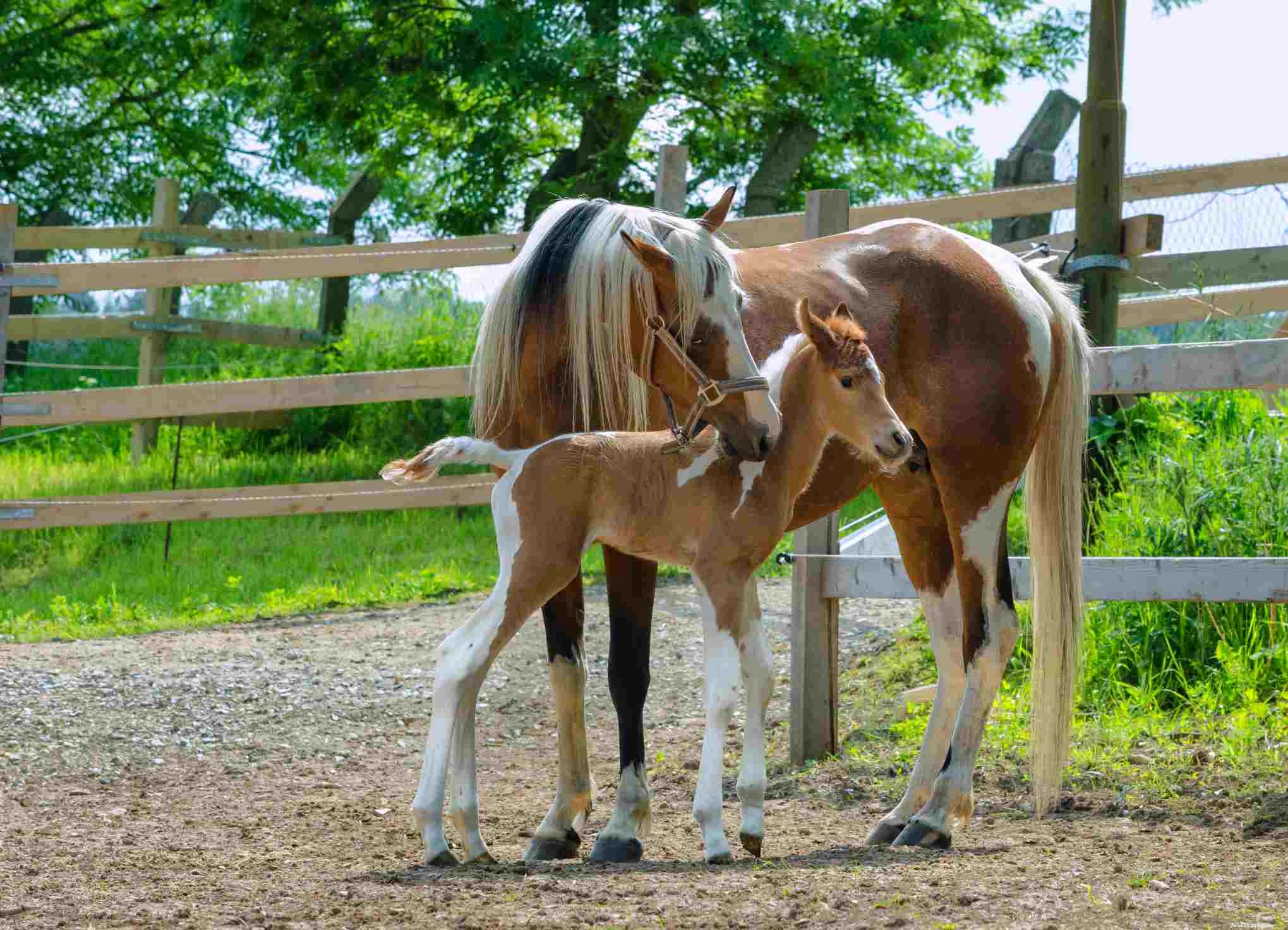 How Horses Use Their Superior Sense of Smell