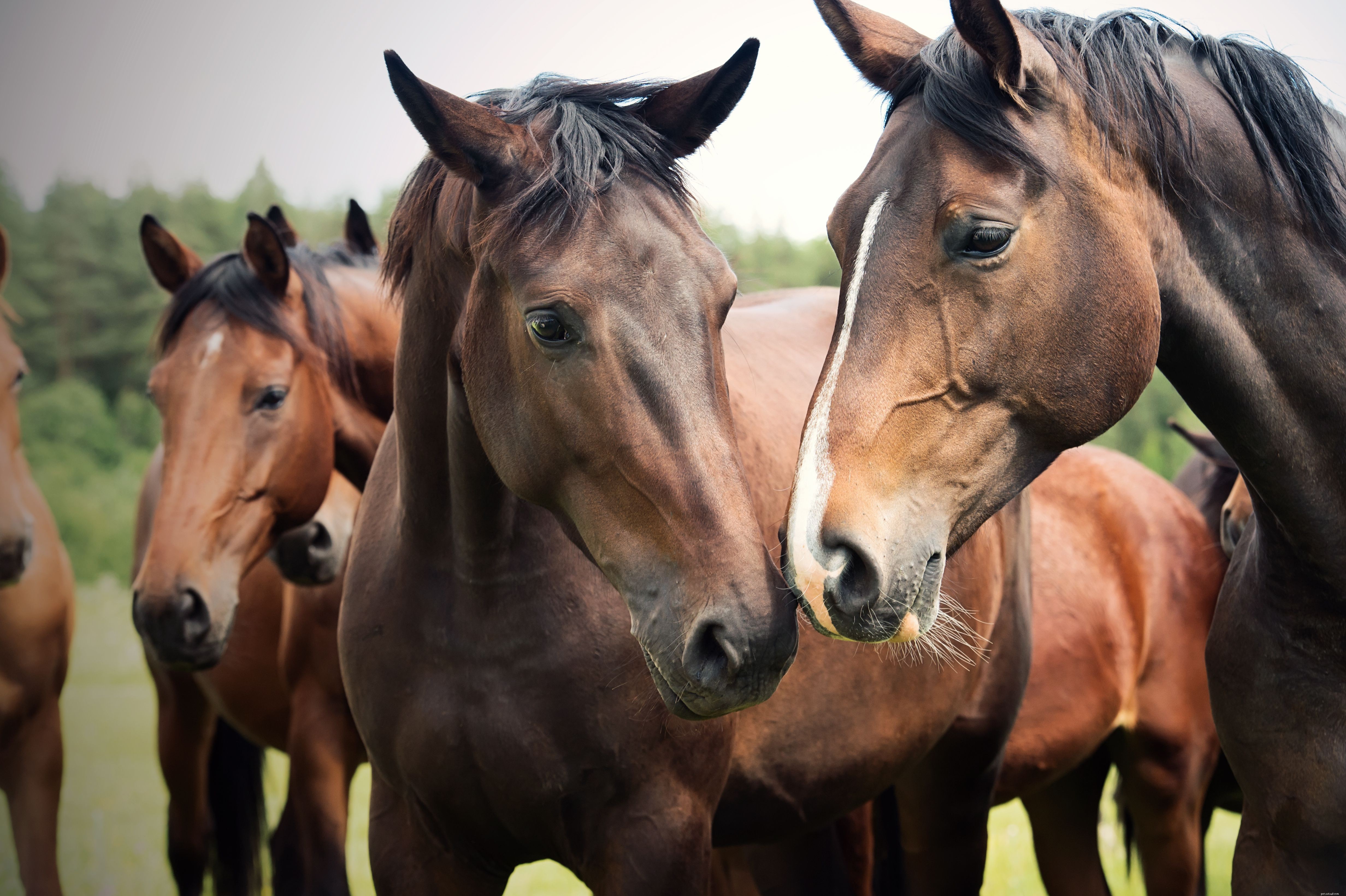 How Horses Use Their Superior Sense of Smell
