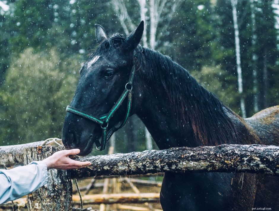 How Horses Use Their Superior Sense of Smell