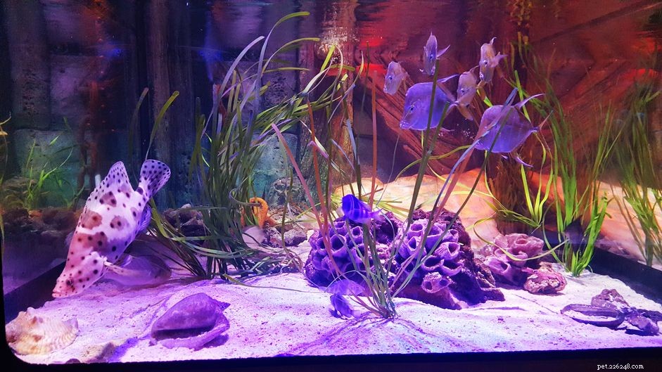 Essential Guide to Calculating Aquarium Supplies for Your Tank