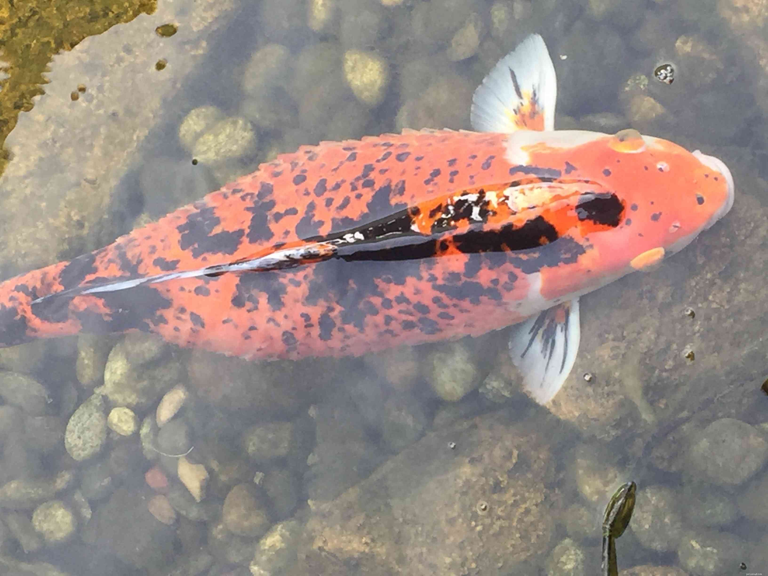 7 Common Goldfish Diseases: Prevention, Symptoms, and Care Tips