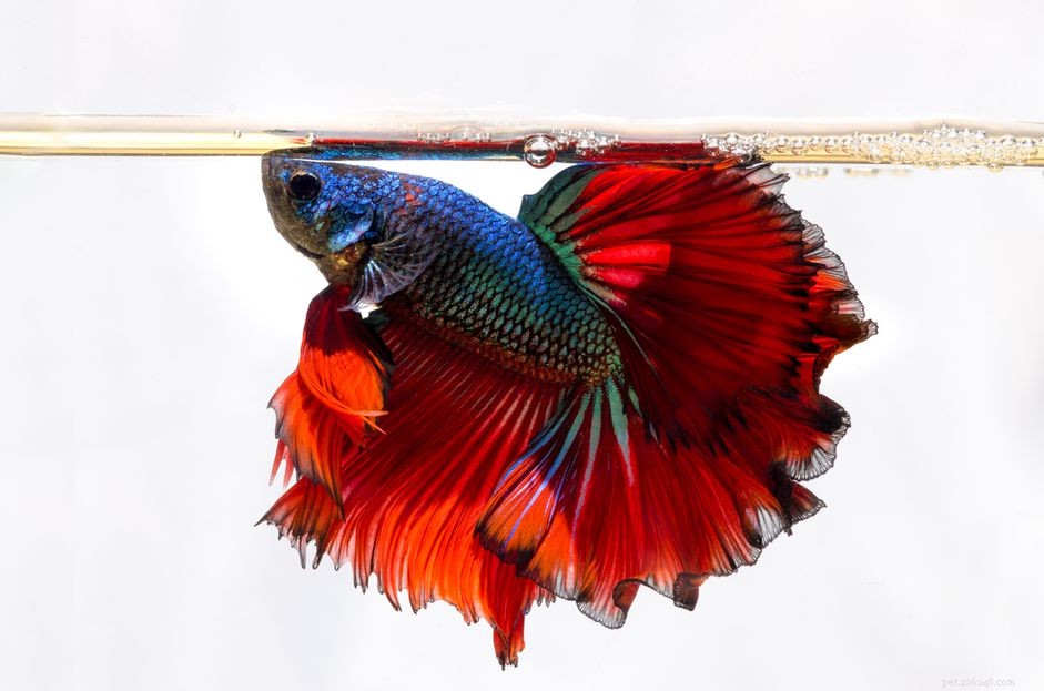 Betta Fish FAQ: Expert Answers to Your Most Common Questions