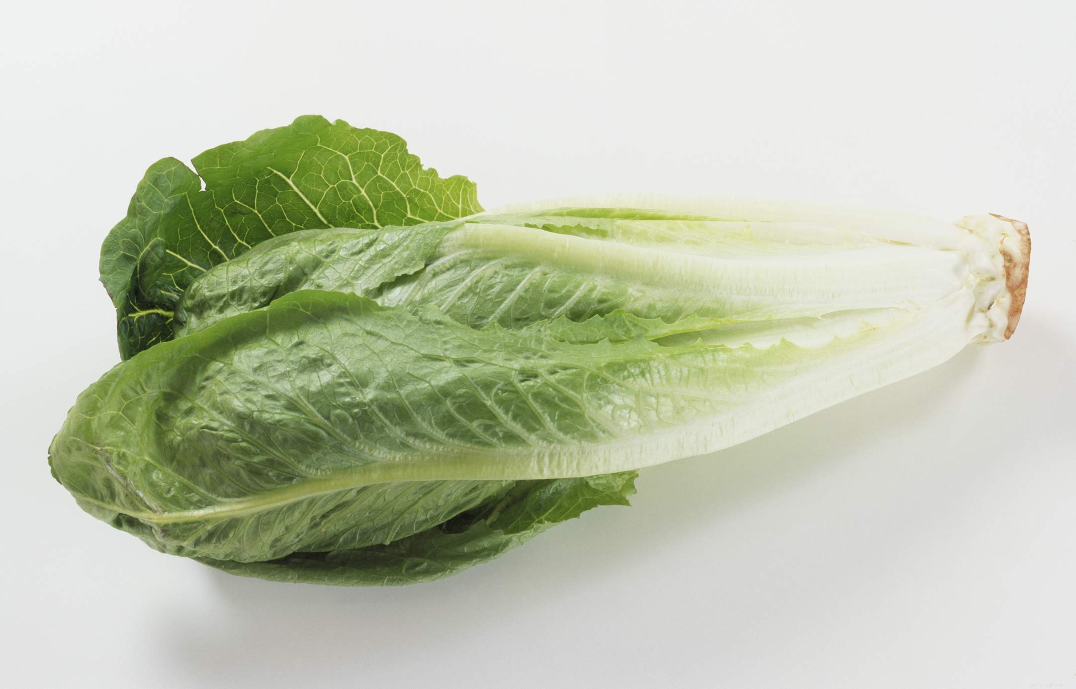 Top 10 Essential Vegetables for Your Parrot’s Health