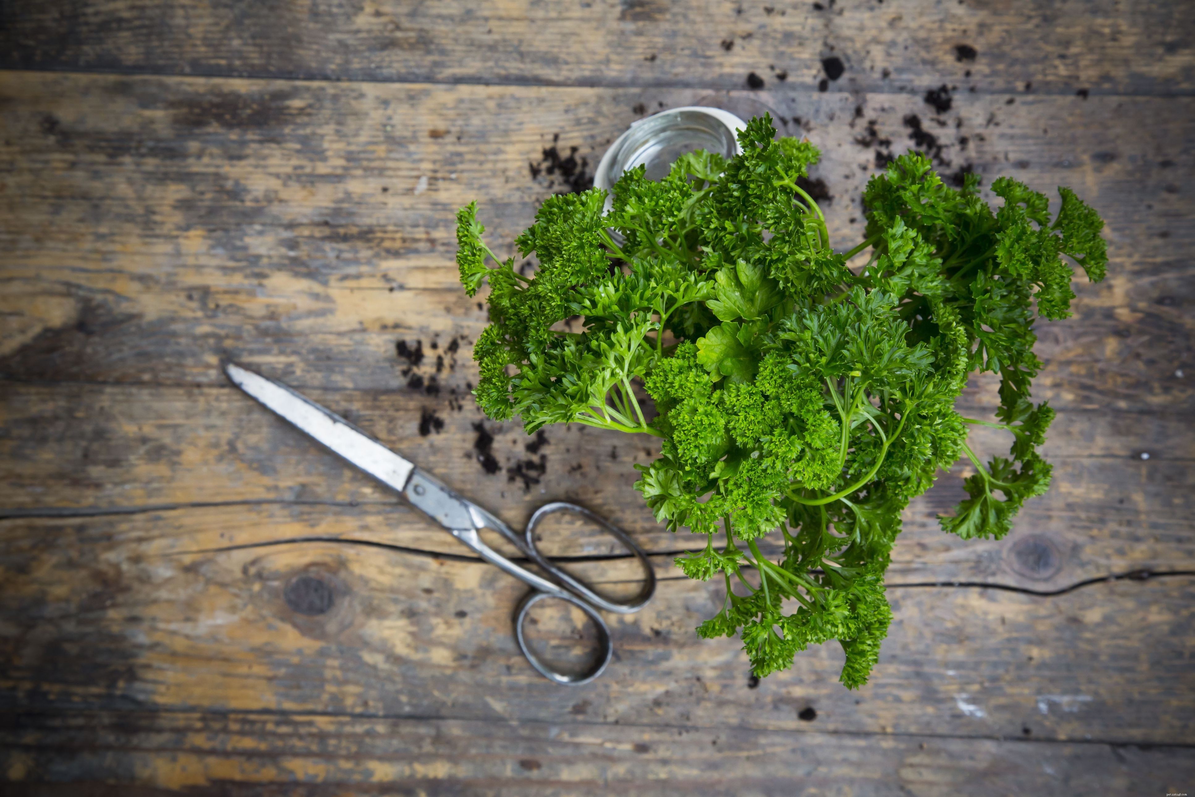 Top 10 Essential Vegetables for Your Parrot’s Health