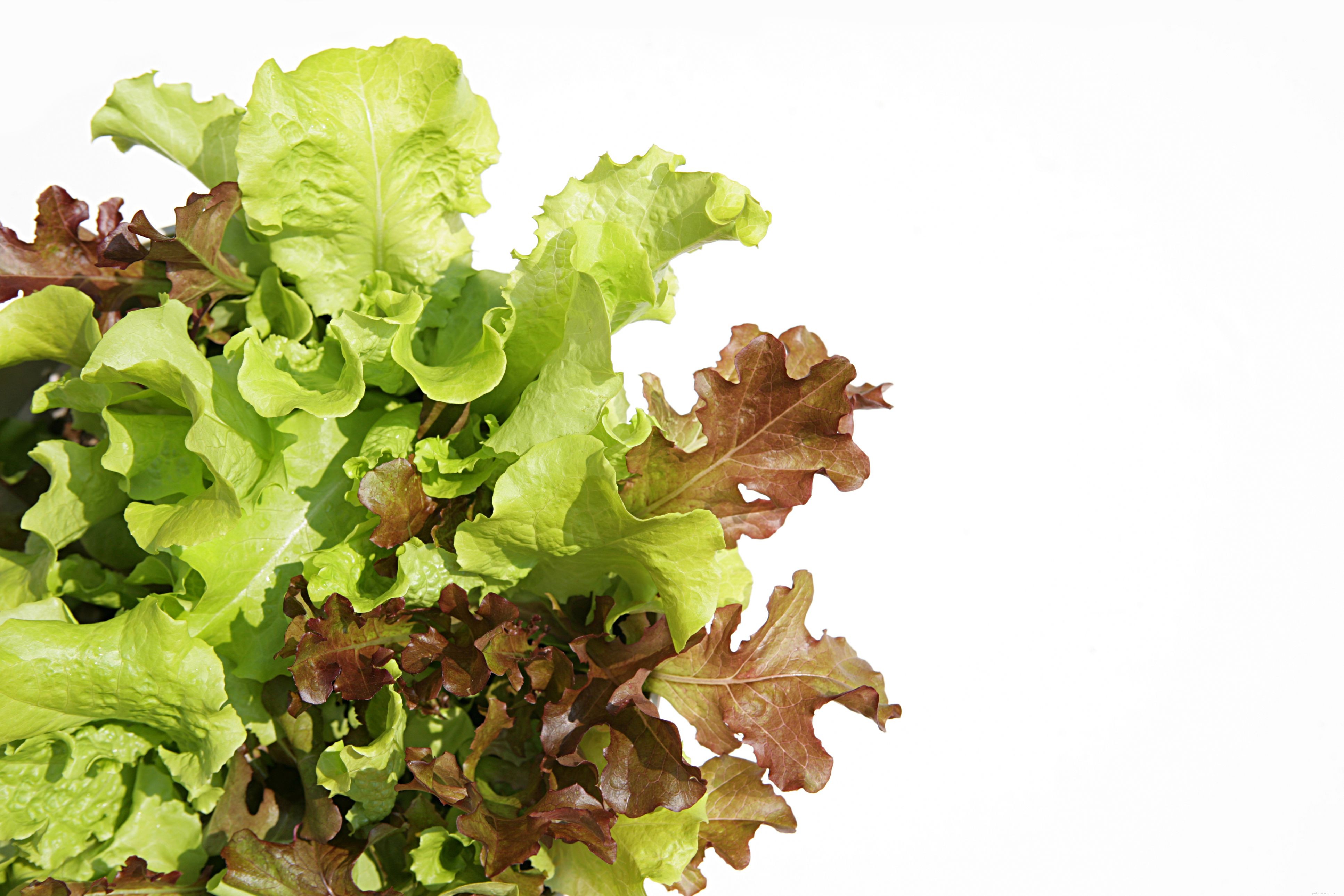 Top 10 Essential Vegetables for Your Parrot’s Health