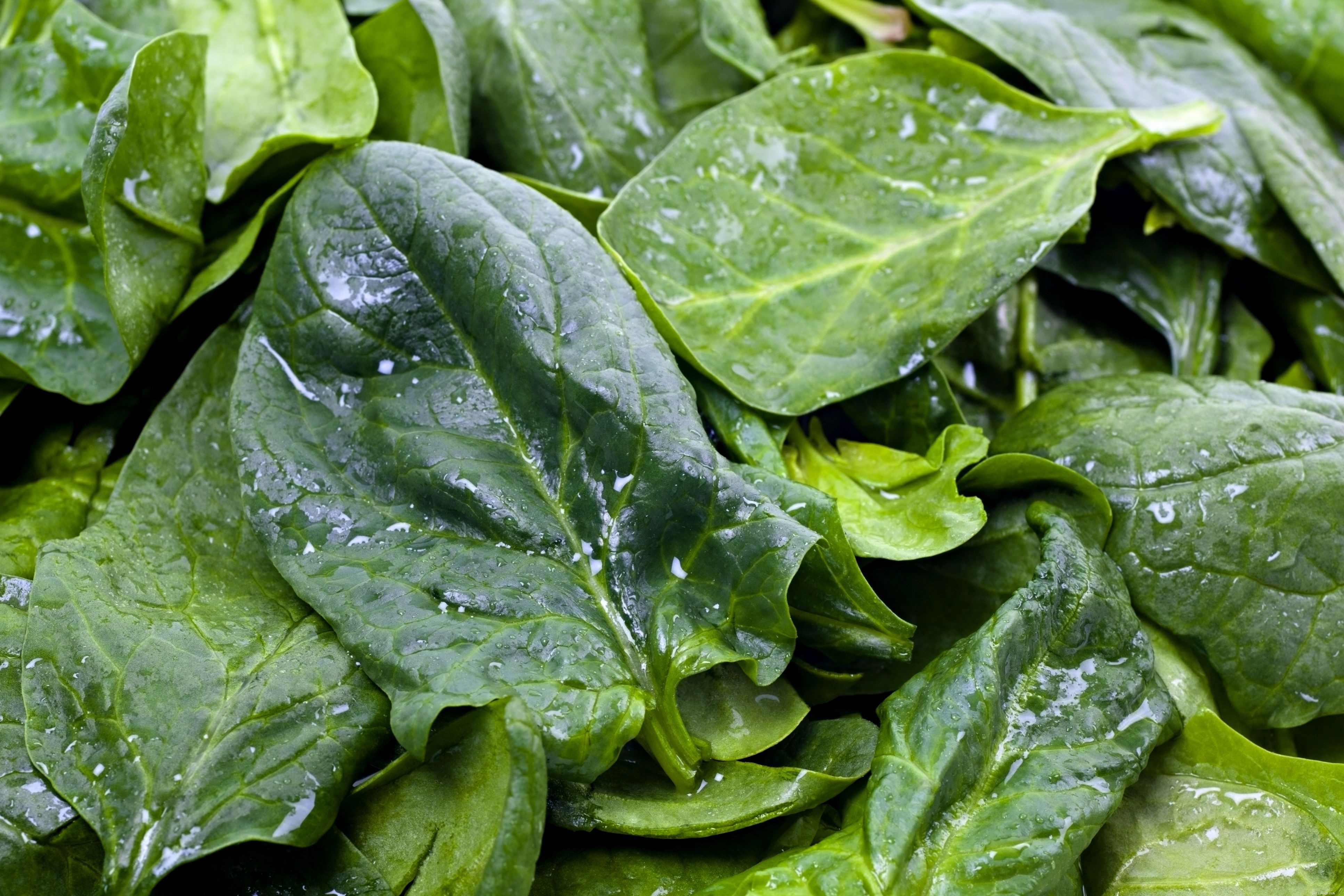 Top 10 Essential Vegetables for Your Parrot’s Health