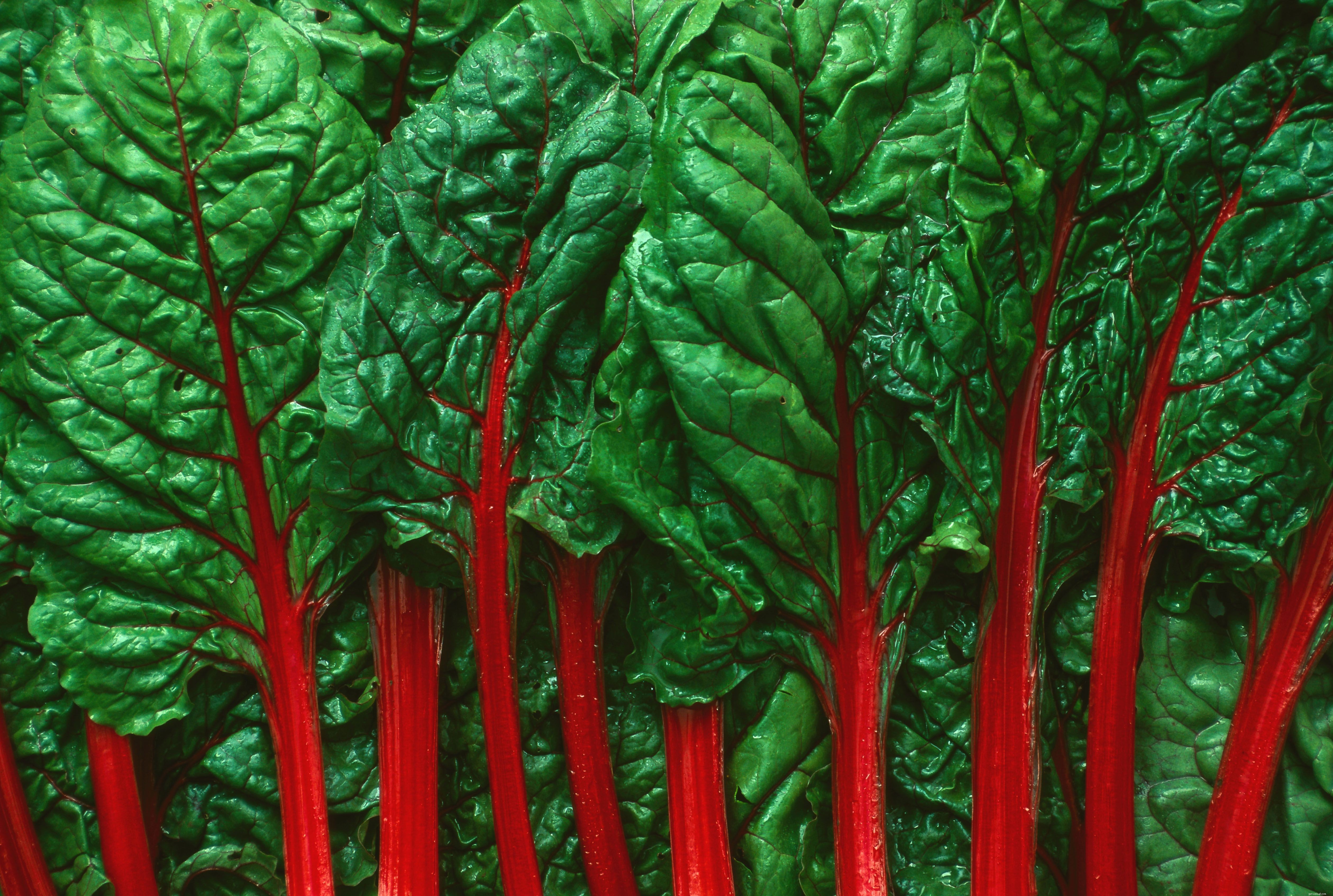 Top 10 Essential Vegetables for Your Parrot’s Health