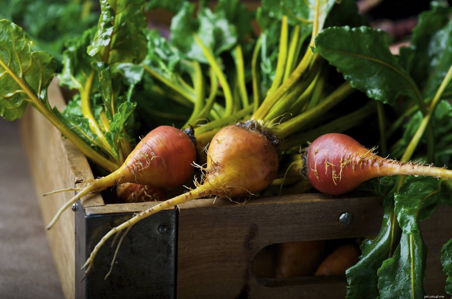 Top 10 Essential Vegetables for Your Parrot’s Health