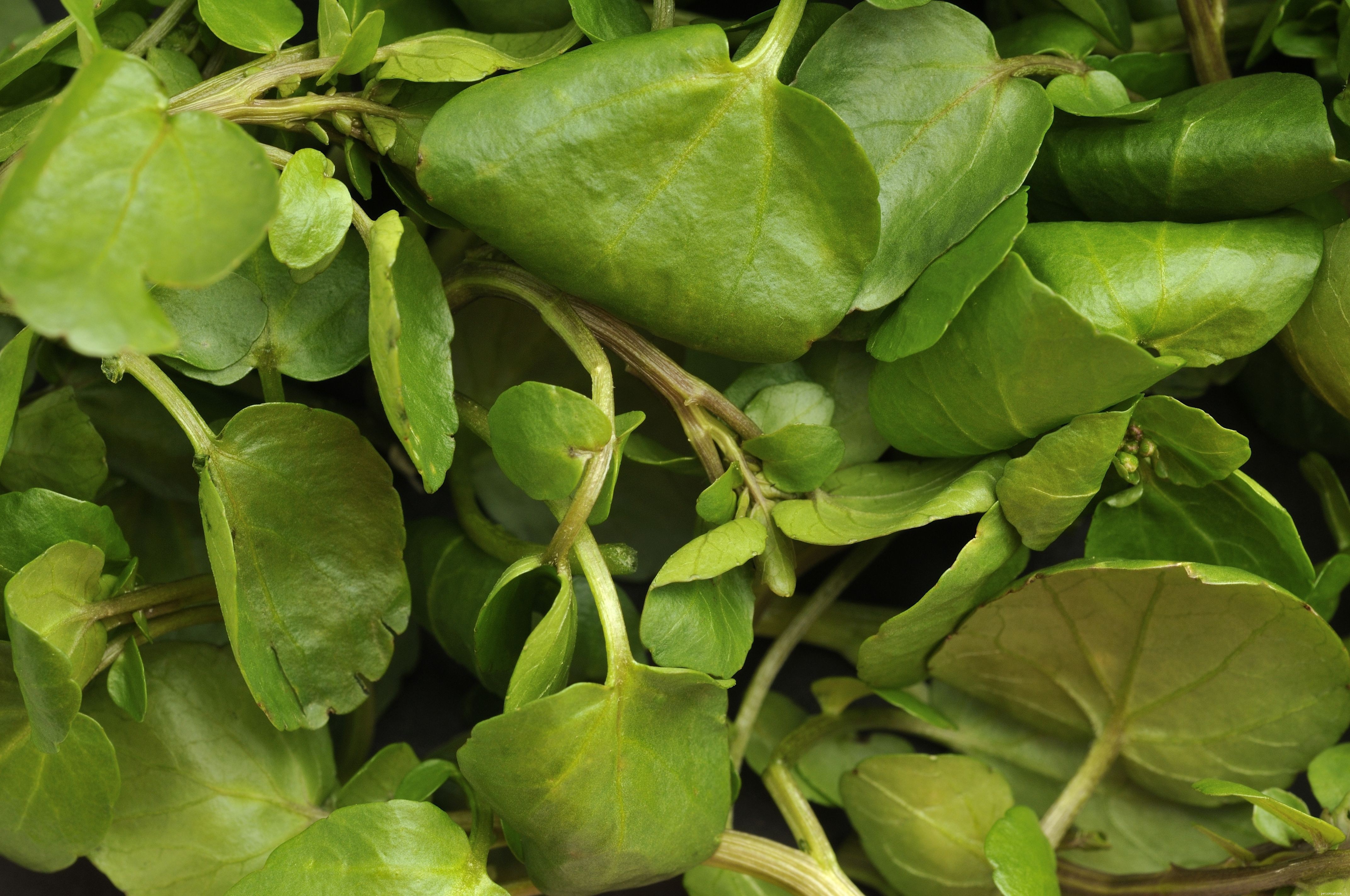 Top 10 Essential Vegetables for Your Parrot’s Health