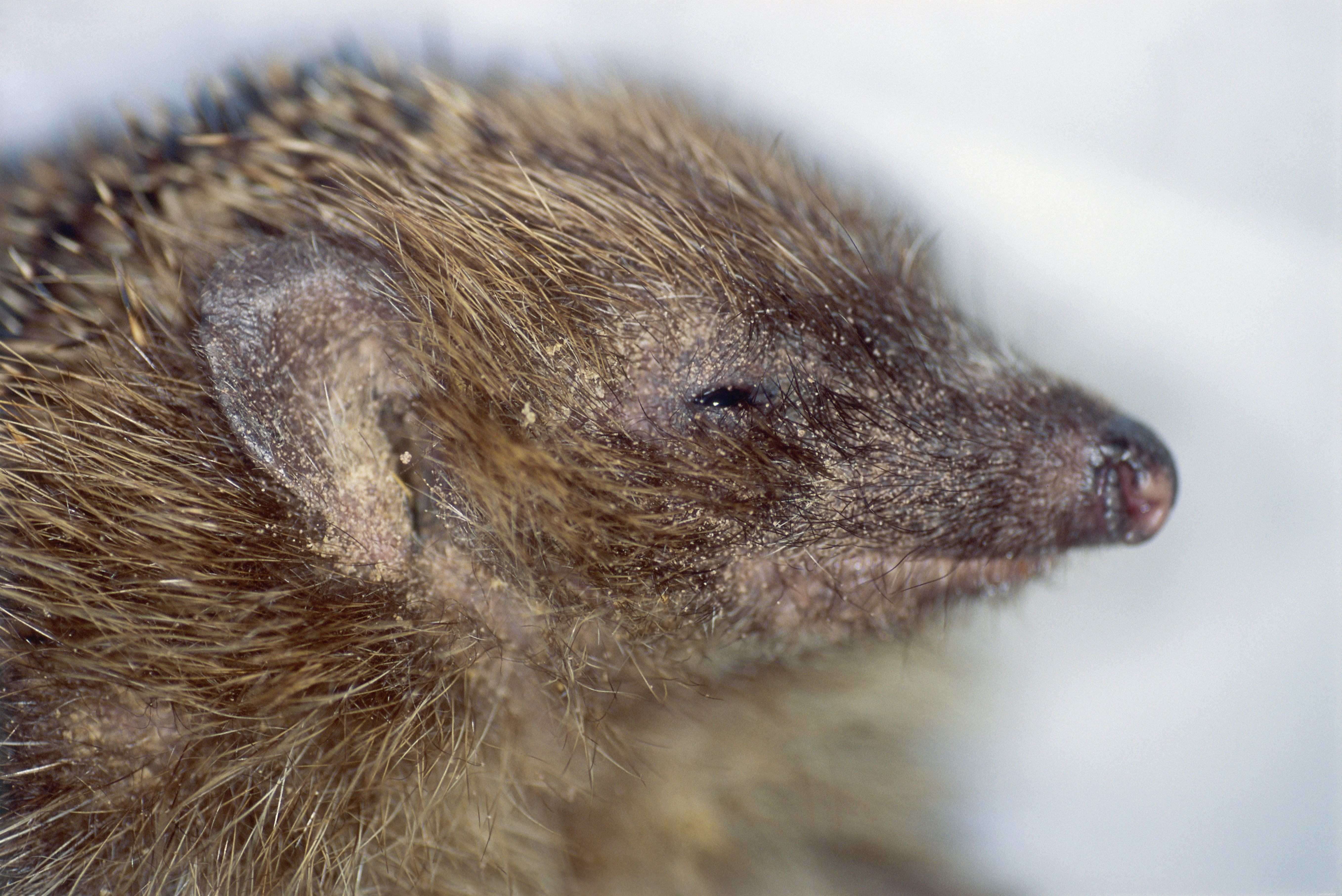 Top 5 Hedgehog Diseases to Watch: Prevention & Care