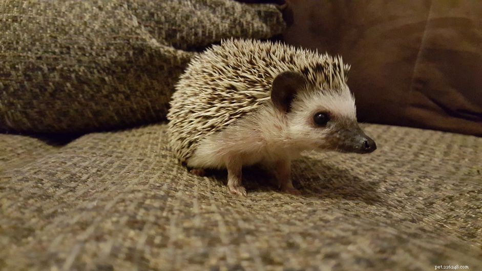 Top 5 Hedgehog Diseases to Watch: Prevention & Care