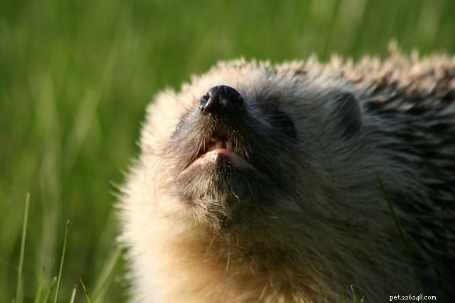 Top 5 Hedgehog Diseases to Watch: Prevention & Care