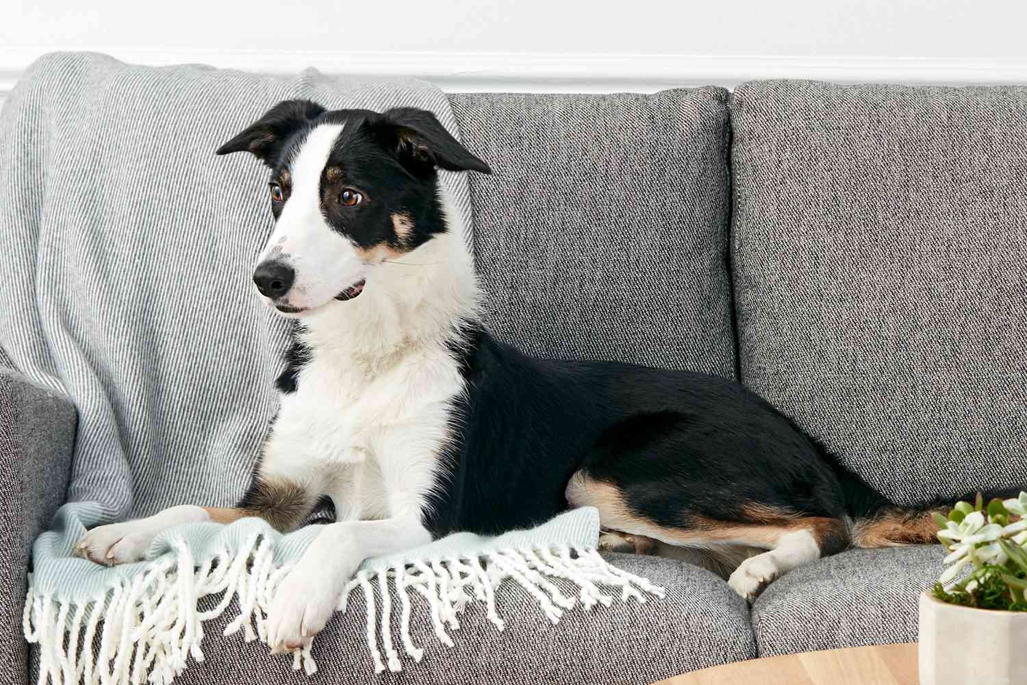 Top 15 Dog Breeds Perfect for Hiking & Climbing