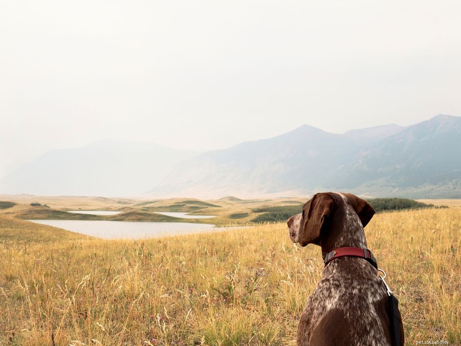 Top 15 Dog Breeds Perfect for Hiking & Climbing