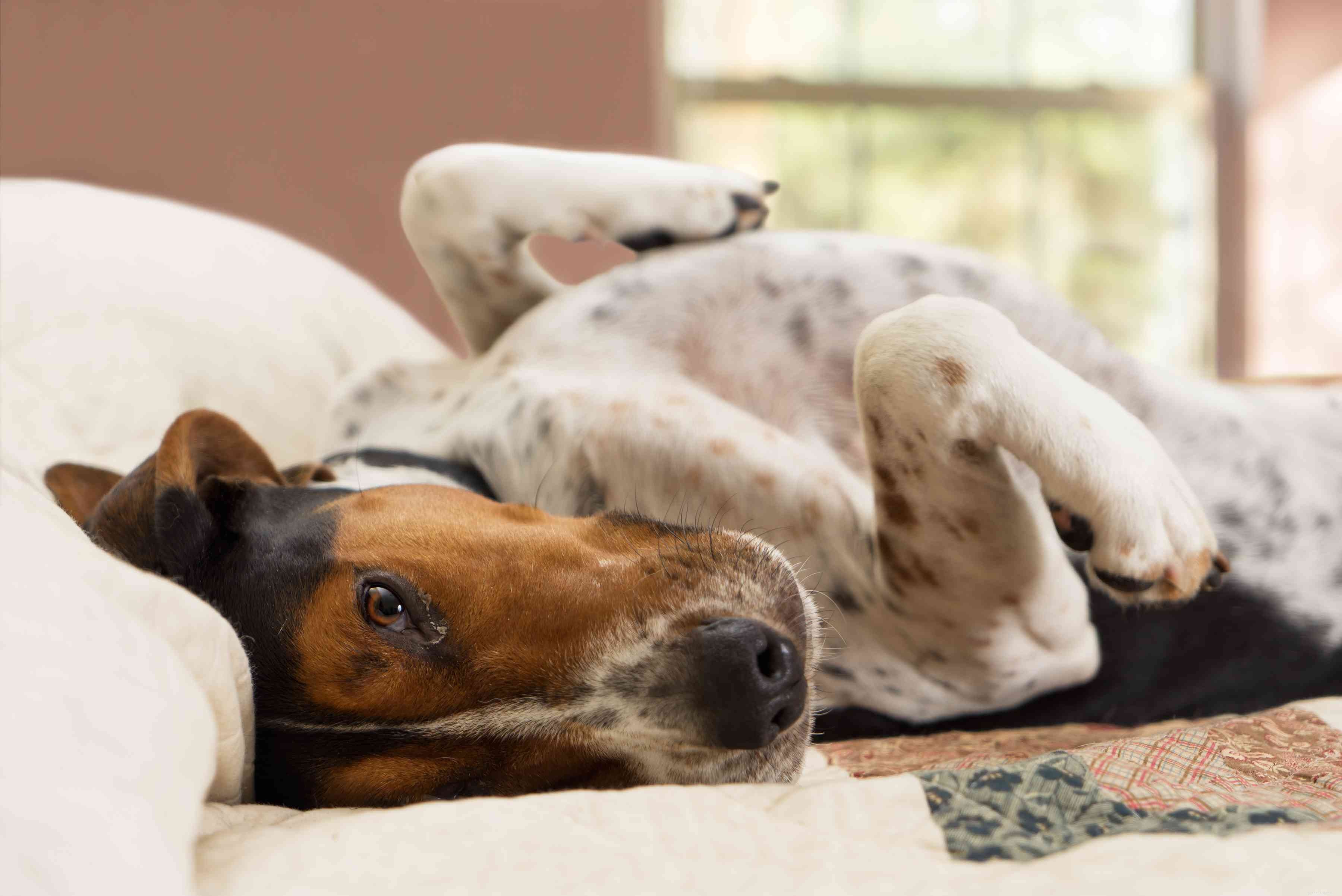 Top 15 Dog Breeds Perfect for Hiking & Climbing