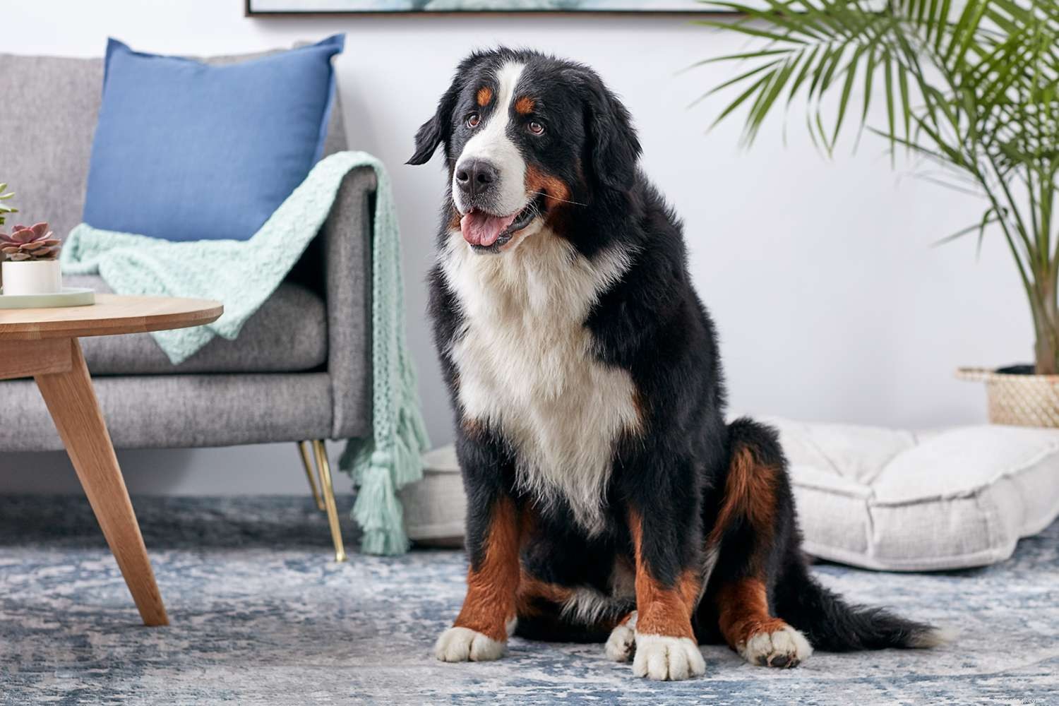 Top 15 Dog Breeds Perfect for Hiking & Climbing