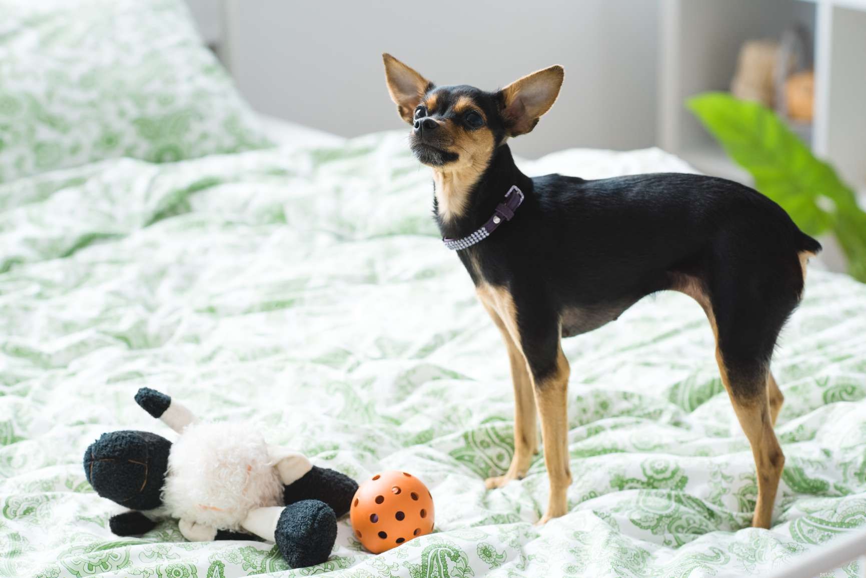 Top 15 Dog Breeds Perfect for Hiking & Climbing
