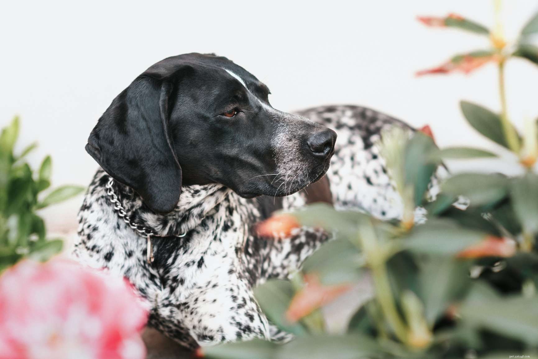 Top 15 Dog Breeds Perfect for Hiking & Climbing