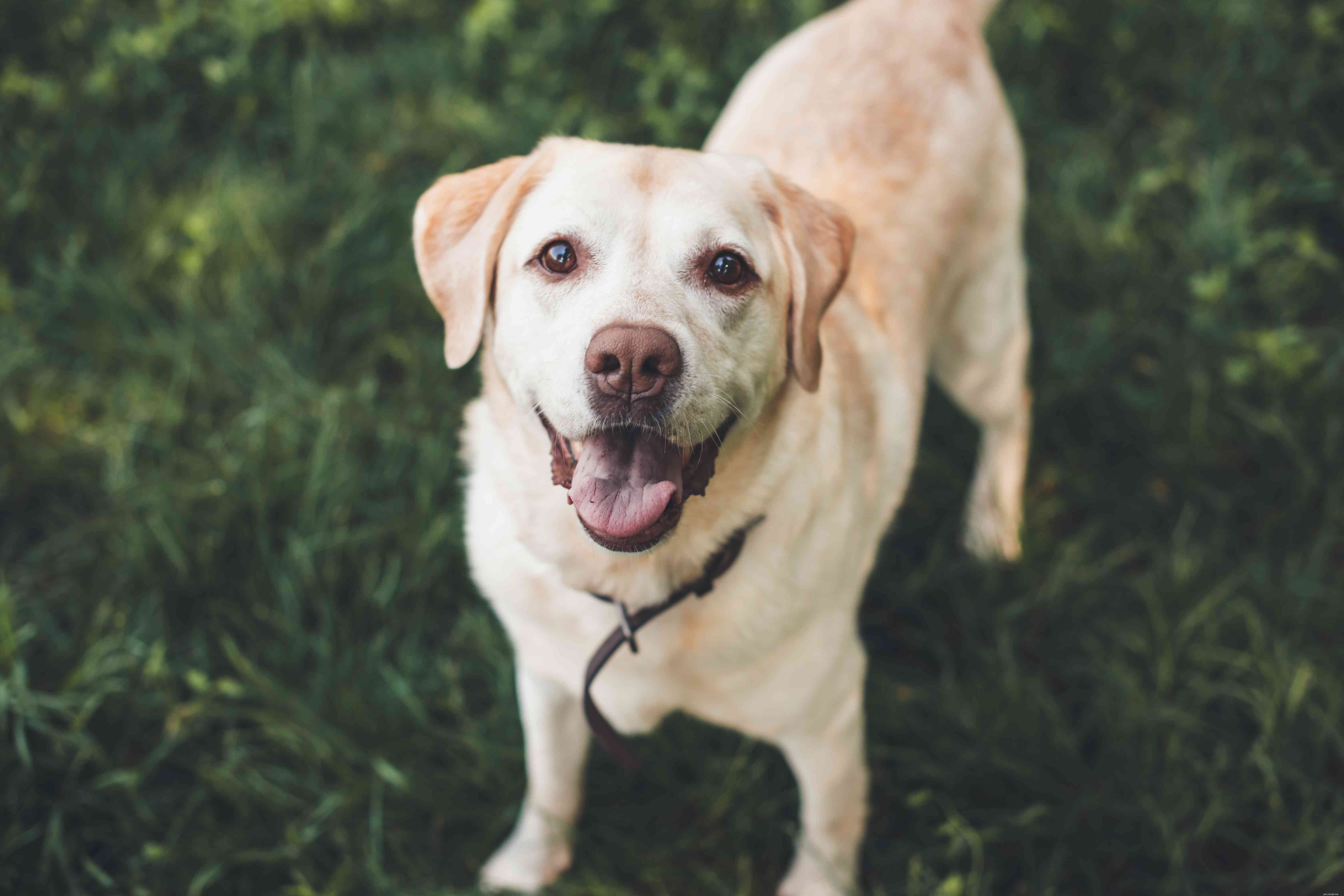 Top 15 Dog Breeds Perfect for Hiking & Climbing