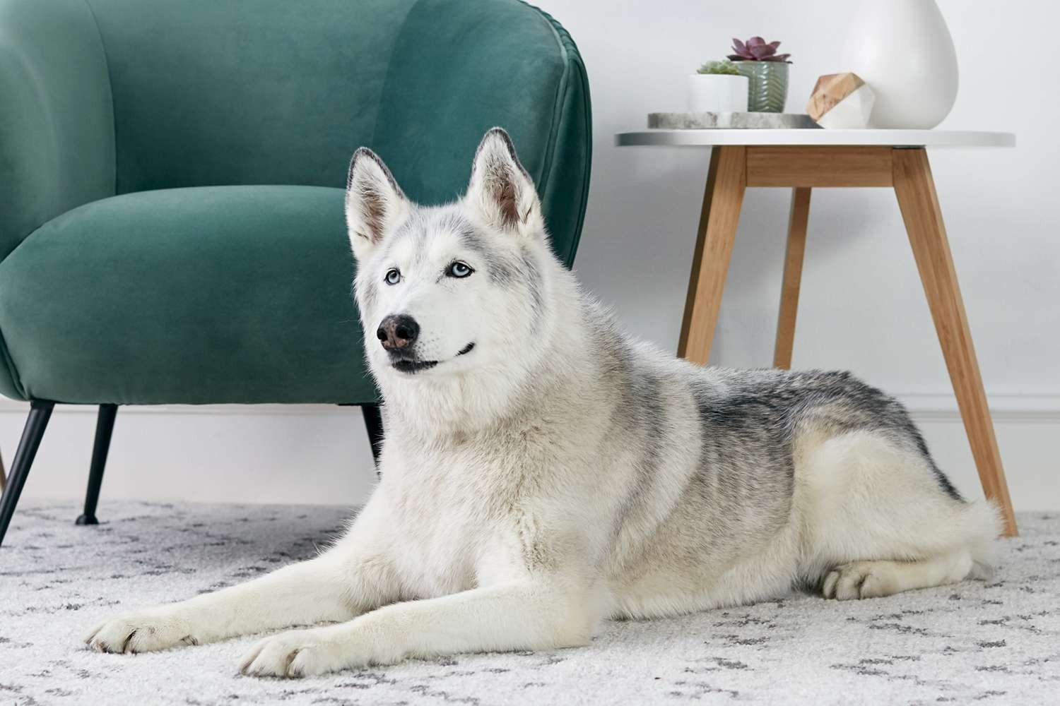Top 15 Dog Breeds Perfect for Hiking & Climbing