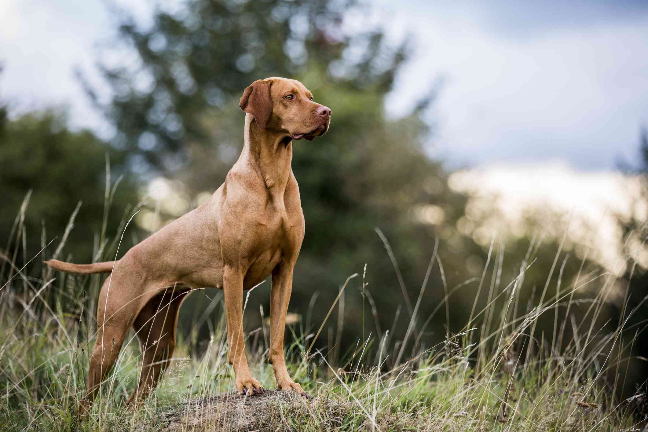Top 15 Dog Breeds Perfect for Hiking & Climbing