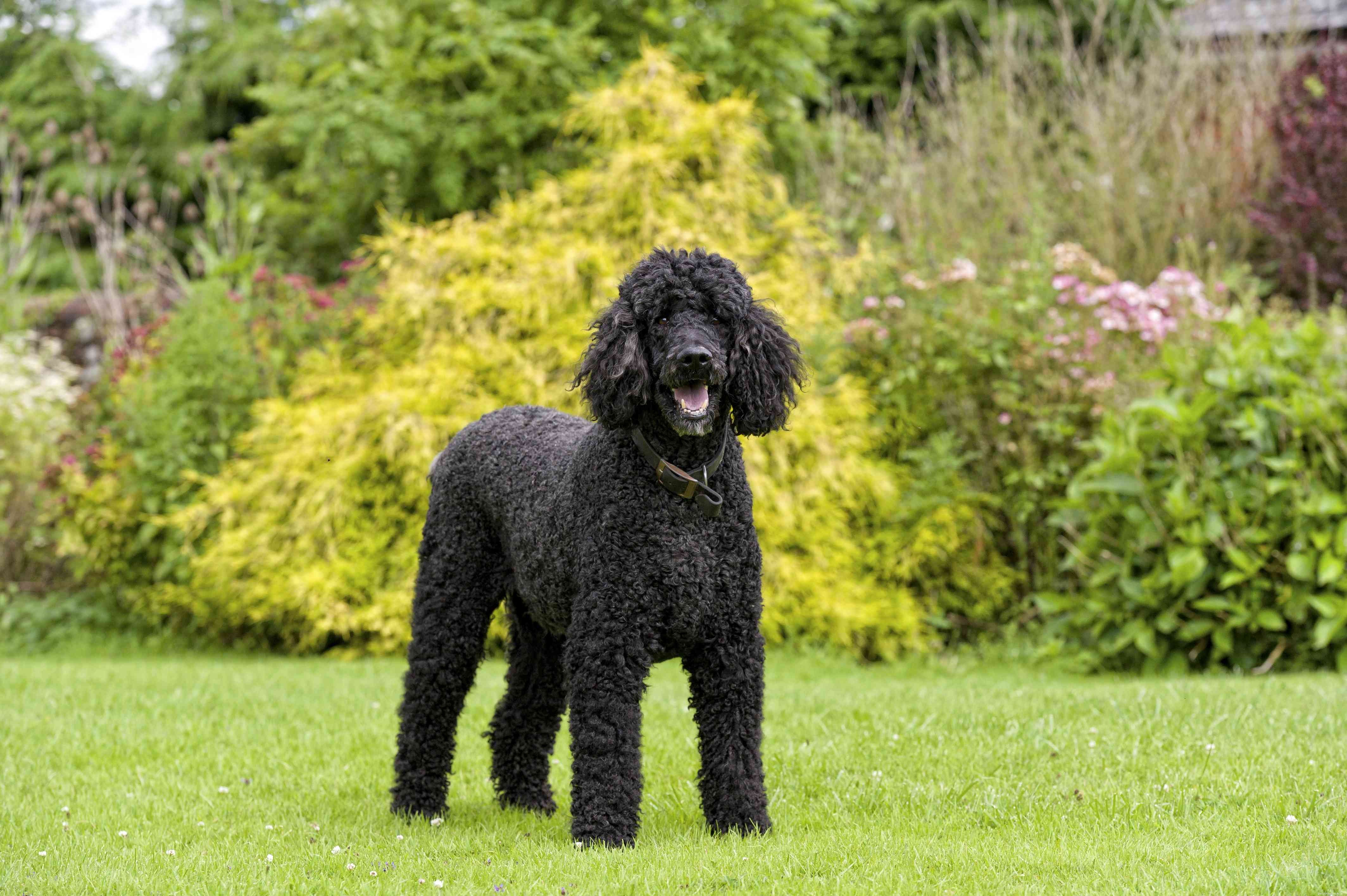 Top 15 Dog Breeds Perfect for Hiking & Climbing