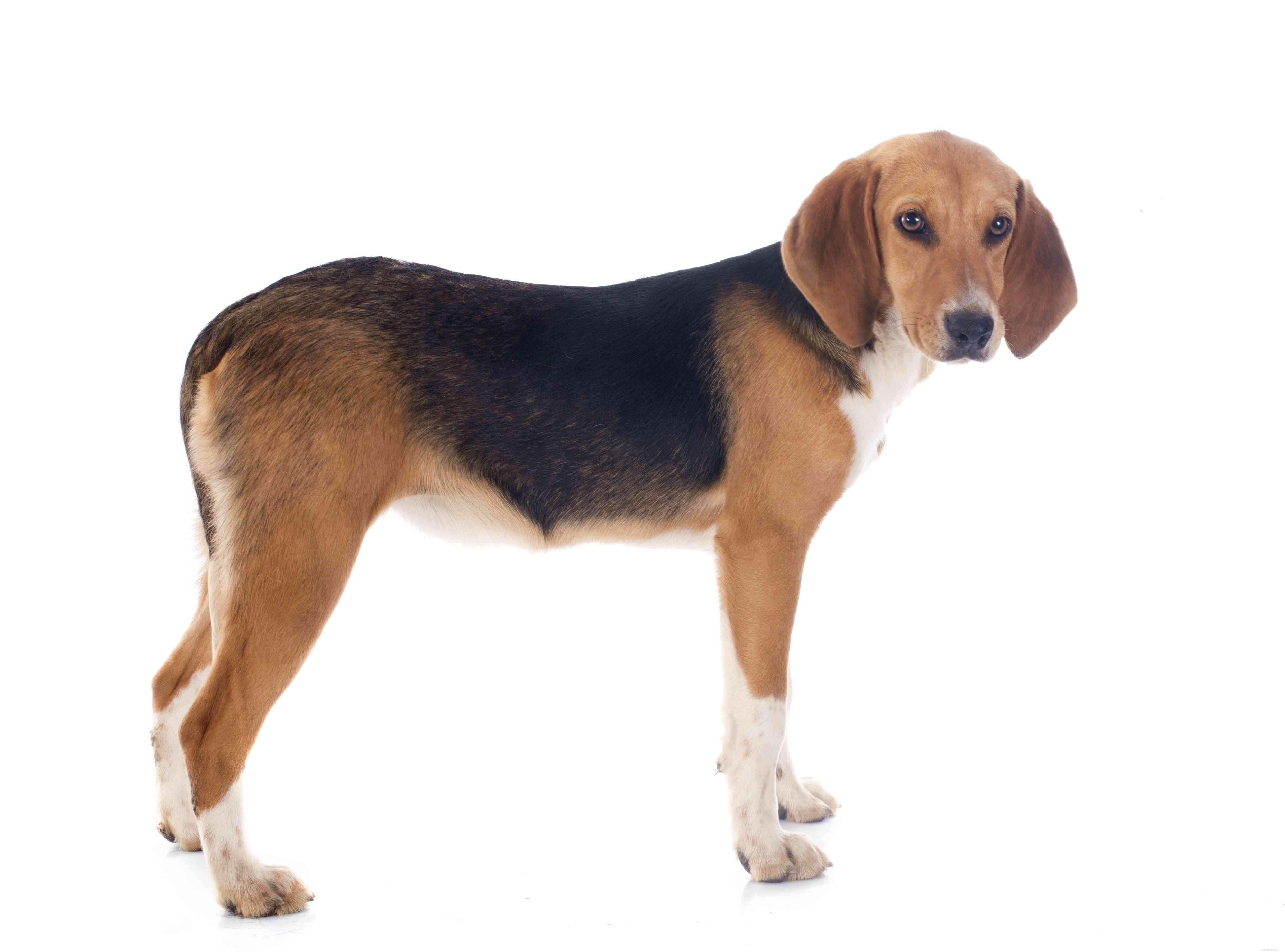 Top 15 Dog Breeds Perfect for Hiking & Climbing