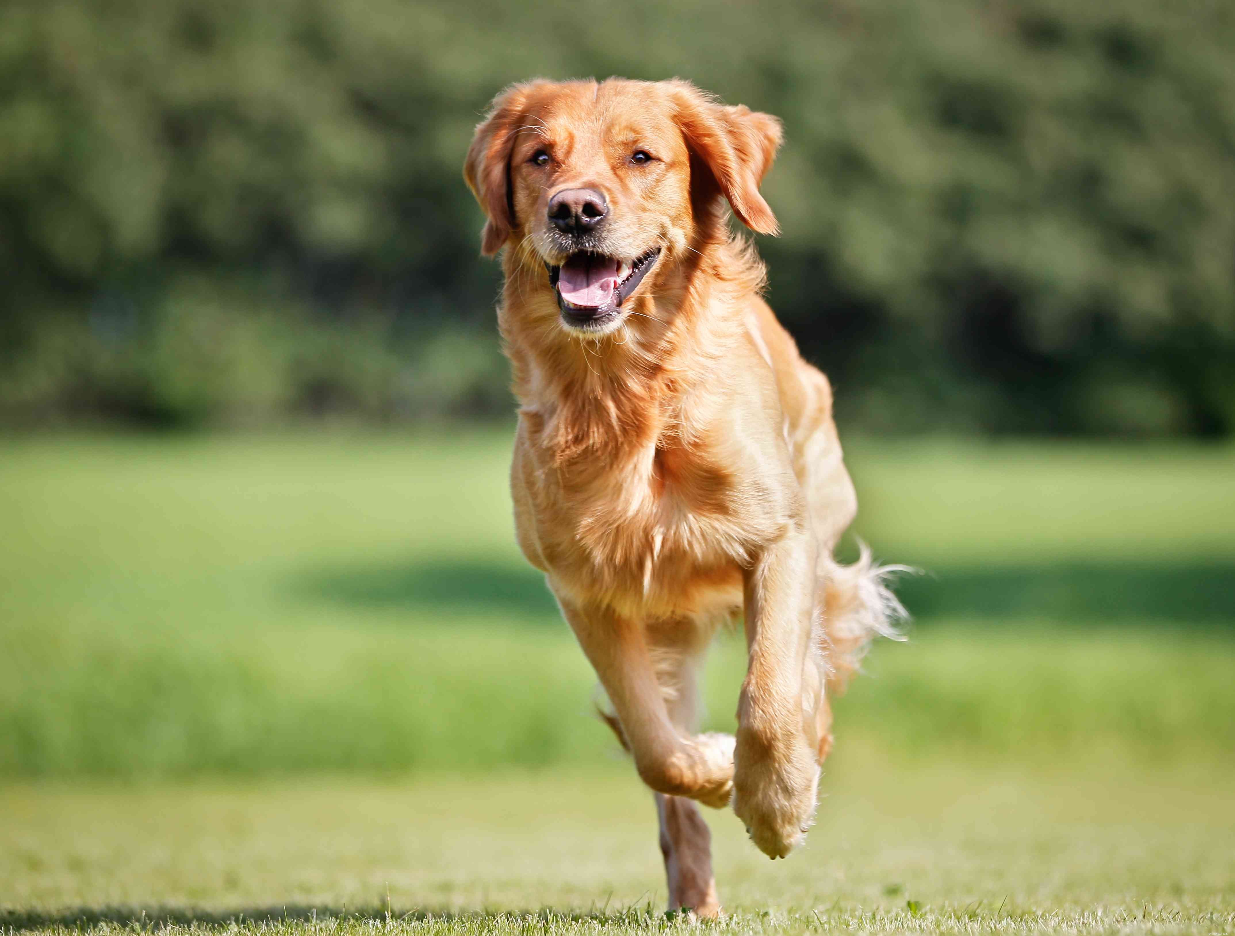 Top 15 Dog Breeds Perfect for Hiking & Climbing