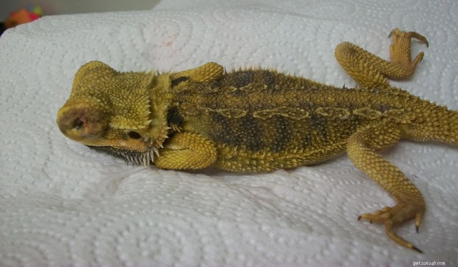 Understanding Atadenovirus (ADV) in Bearded Dragons: Symptoms, Diagnosis, and Care